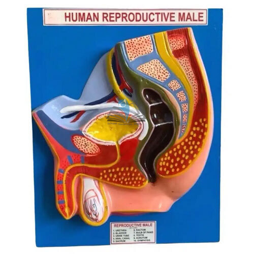 Male Reproductive Model